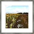 Sunflowers #1 Framed Print