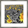 Sunflowers #1 Framed Print