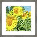 Sunny Sunflowers #1 Framed Print