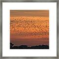 Sunset Starlings  #1 Framed Print