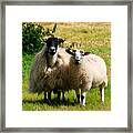 Swaledale Sheep With Lamb #1 Framed Print