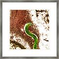 Syphilis Bacterium (treponema Pallidum) #1 Framed Print