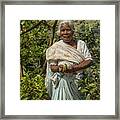 Tea Picker In Sri Lanka Framed Print