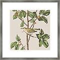 Tennessee Warbler Framed Print