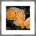 The Beauty Of A Summer Rose #1 Framed Print