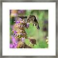 The Beauty Of Nature  #1 Framed Print