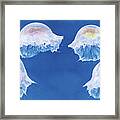 The Jellyfish Nursery #1 Framed Print