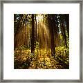 The Pines #1 Framed Print
