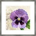 The Promise Of Spring - Pansy #1 Framed Print