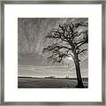 The Tree #1 Framed Print