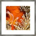 This Common Anemonefish  Amphiprion #1 Framed Print