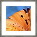 Tiger Bright #1 Framed Print