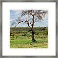 Tree #1 Framed Print