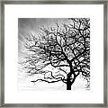 Tree Silhouette Framed Print