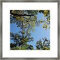 Tree Vista #2 Framed Print