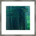 Trees In A Forest, Redwood National #1 Framed Print
