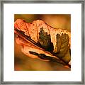 Tri-color Beech In Autumn #1 Framed Print