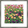 Tulip Field Framed Print