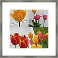 Tulip Time #1 Framed Print