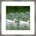 Two Ducks #2 Framed Print