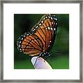 Viceroy Butterfly #1 Framed Print