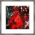Vine Leaf At Fall #1 Framed Print