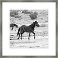 Virginia Range Mustangs #1 Framed Print