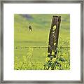 Warbler In The Meadow Framed Print