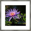 Water Lily #1 Framed Print