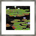 Waterlilies 6 Framed Print
