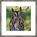 Western Screech Owl #1 Framed Print