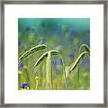 Wheat And Corn Flowers Framed Print