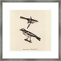 White-browed Sparrow-weaver And Grass Or Bush Warbler #1 Framed Print