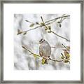 White-crowned Sparrow #1 Framed Print