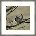 White-crowned Sparrow Framed Print