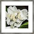 White Flower #2 Framed Print