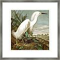 White Heron #1 Framed Print