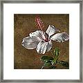 White Hibiscus #1 Framed Print