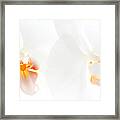 White Orchids #1 Framed Print