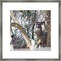 White Tail Bucks In The Woods Framed Print