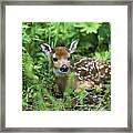 White-tailed Deer Odocoileus #1 Framed Print