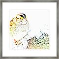 White-throated Sparrow In Snow #1 Framed Print