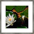 White Water Lilies Framed Print