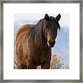 Wild Mustang Horse #2 Framed Print