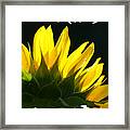 Wild Sunflower #1 Framed Print