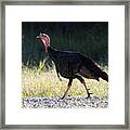 Wild Turkey Calverton New York #1 Framed Print
