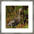 Wild Turkey #1 Framed Print