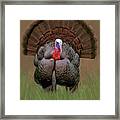 Wild Turkey #1 Framed Print