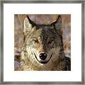 Wild Wolf Portrait Framed Print