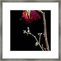 Wilted Dry Red Rose Flower #1 Framed Print